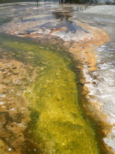 crazy bacteria stuff growing in thermal pools